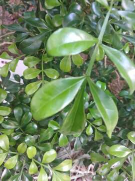 Image of Chinese perfume tree