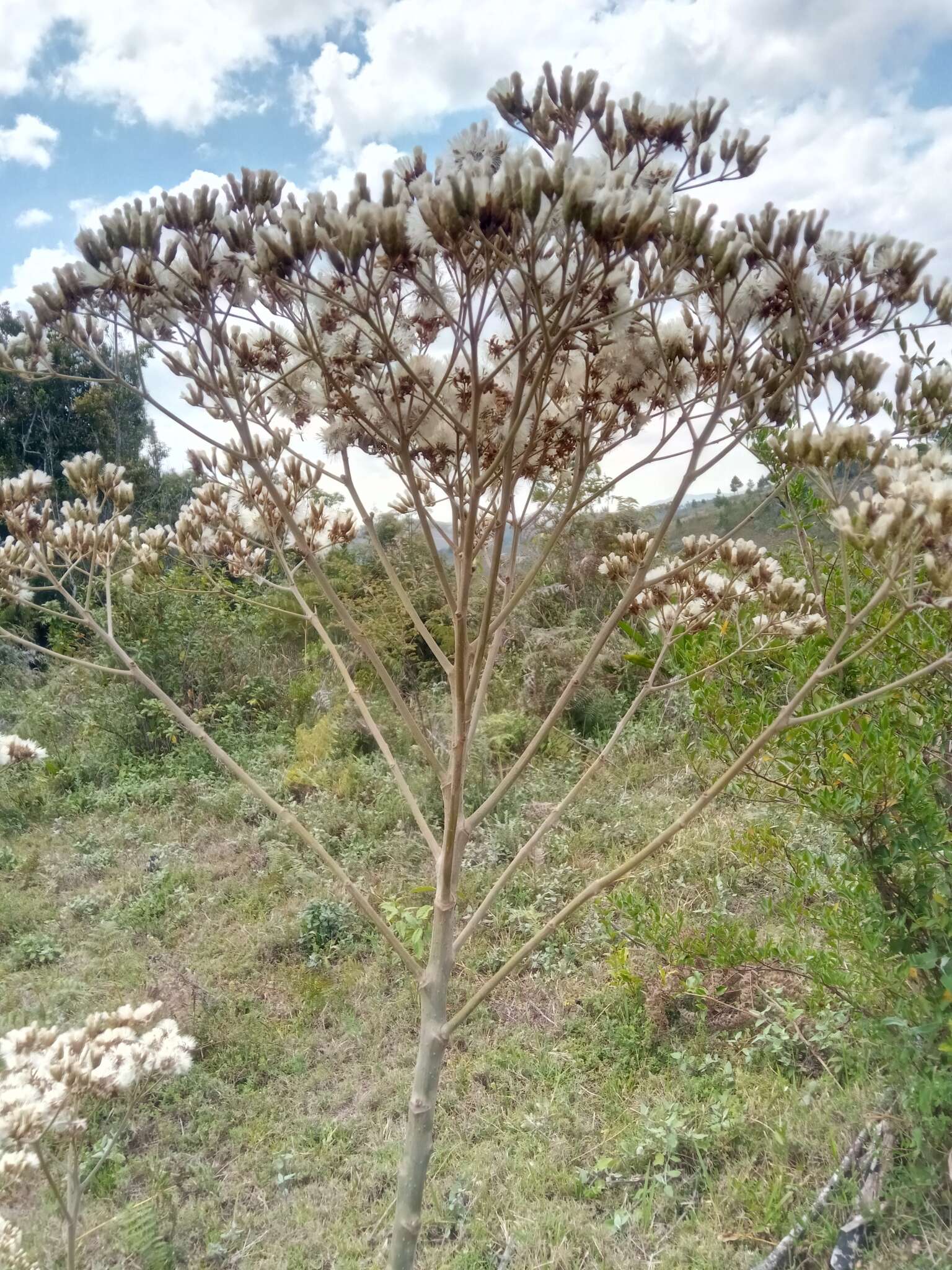 Image of Gymnanthemum appendiculatum (Less.) H. Robinson