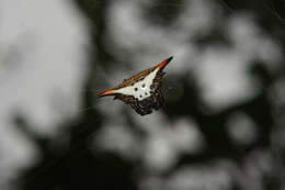 Image de Acrosomoides linnaei (Walckenaer 1841)