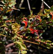 Imagem de Adenanthos obovatus Labill.