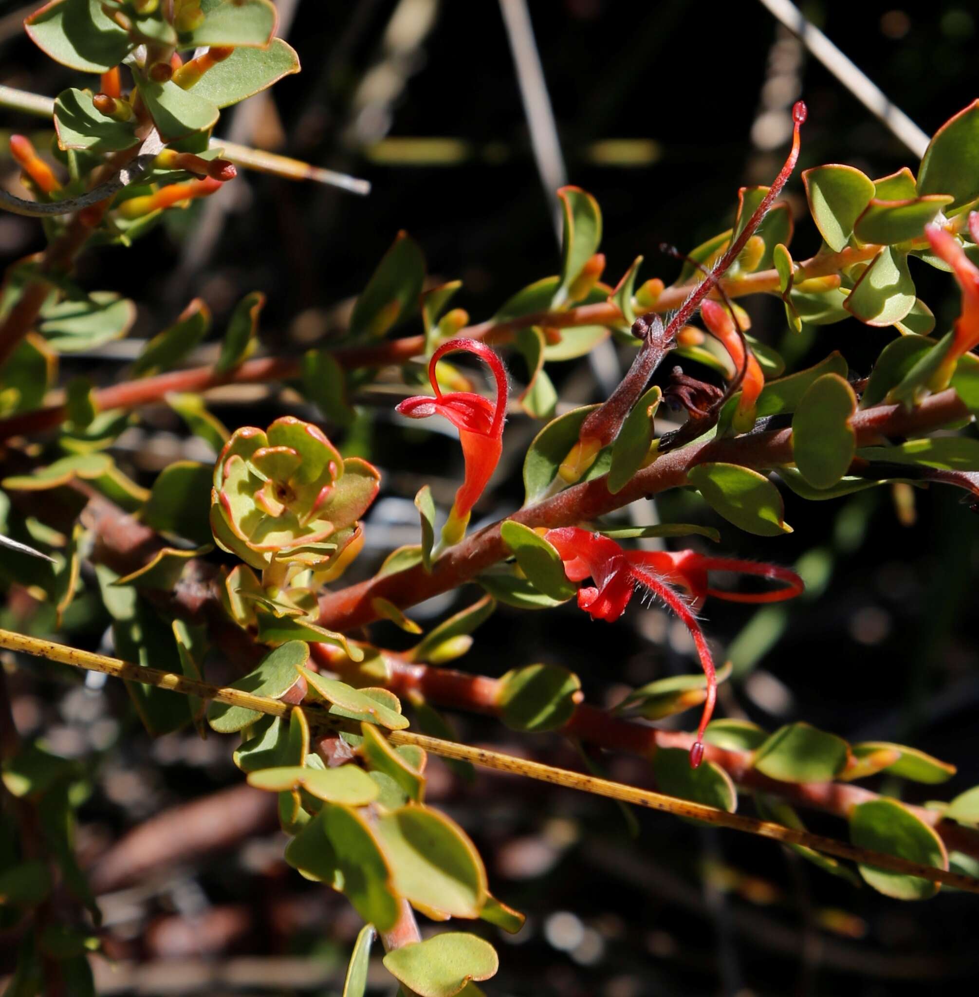 Imagem de Adenanthos obovatus Labill.