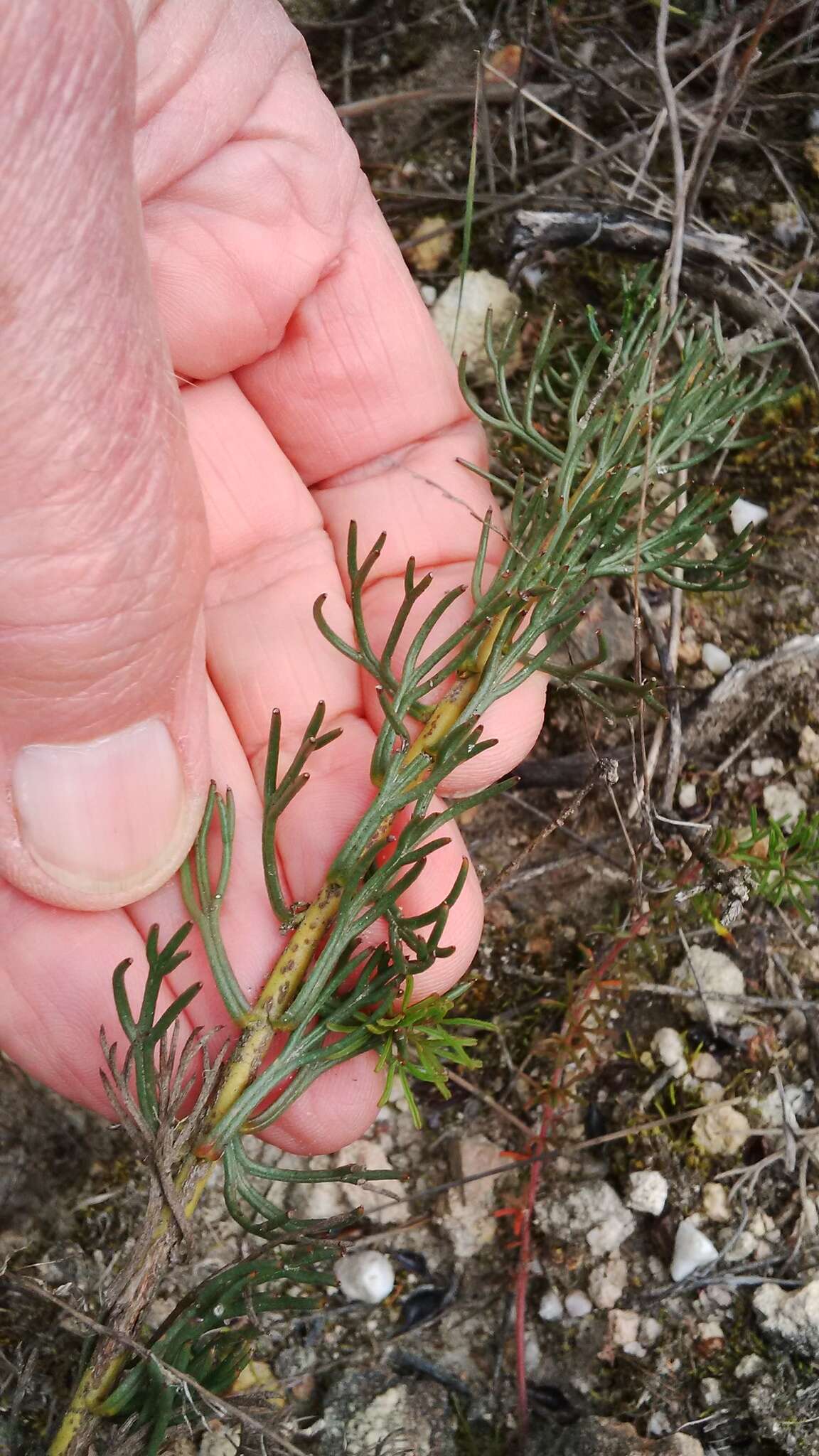 Image of Serruria pinnata R. Br.