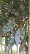 Image of Monstera adansonii subsp. laniata (Schott) Mayo & I. M. Andrade