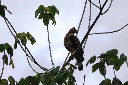 Nisaetus nanus (Wallace 1868) resmi