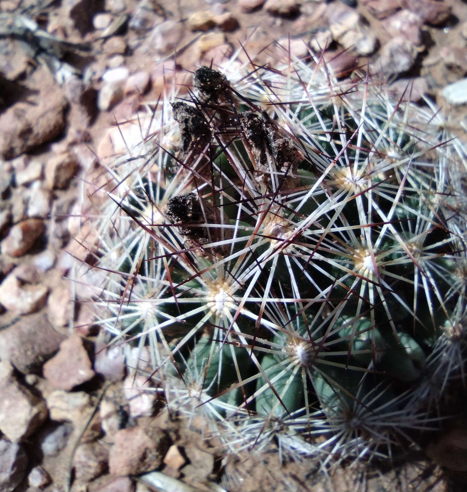 Image of Pincushion Cactus