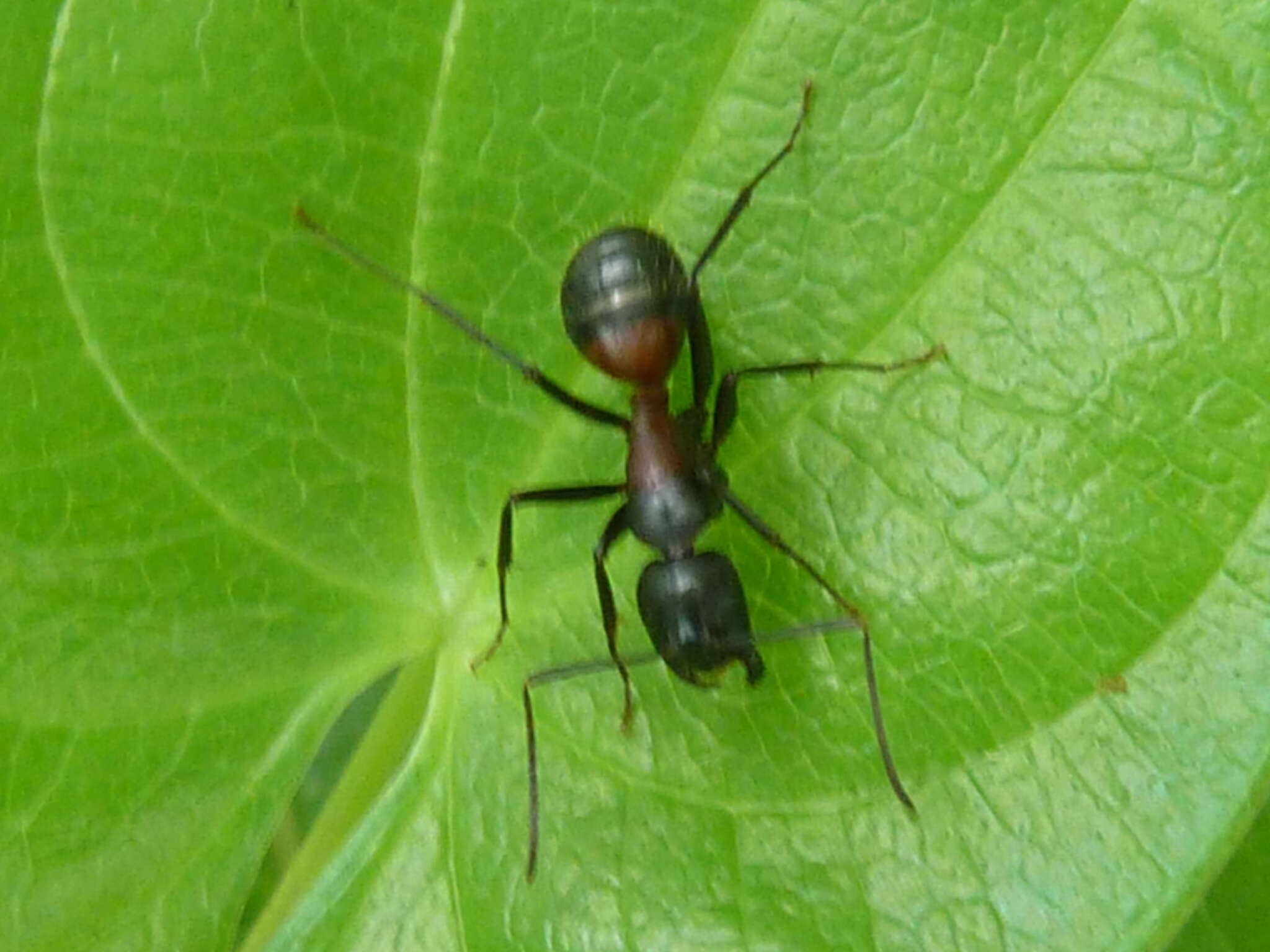 Image de Camponotus hemichlaena Yasumatsu & Brown 1951