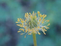 Anemone drummondii subsp. drummondii resmi