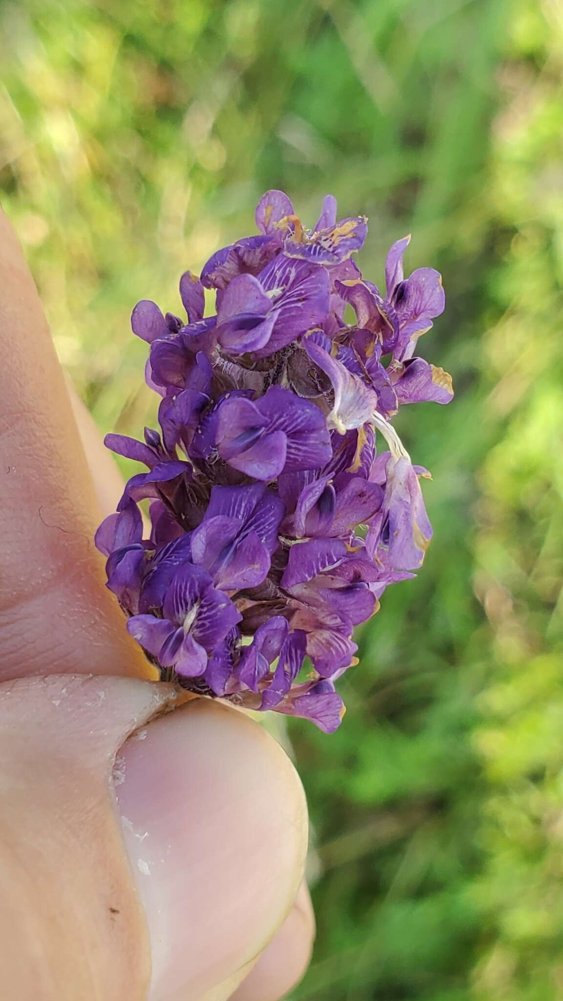 Image of Single-Stem Leather-Root