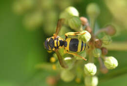 Image of Ancistrocerus renimacula Lepeletier 1841