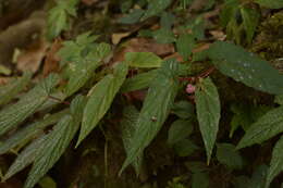 Image of Begonia dipetala Graham