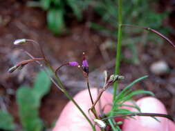 Image de Heliophila crithmifolia Willd.