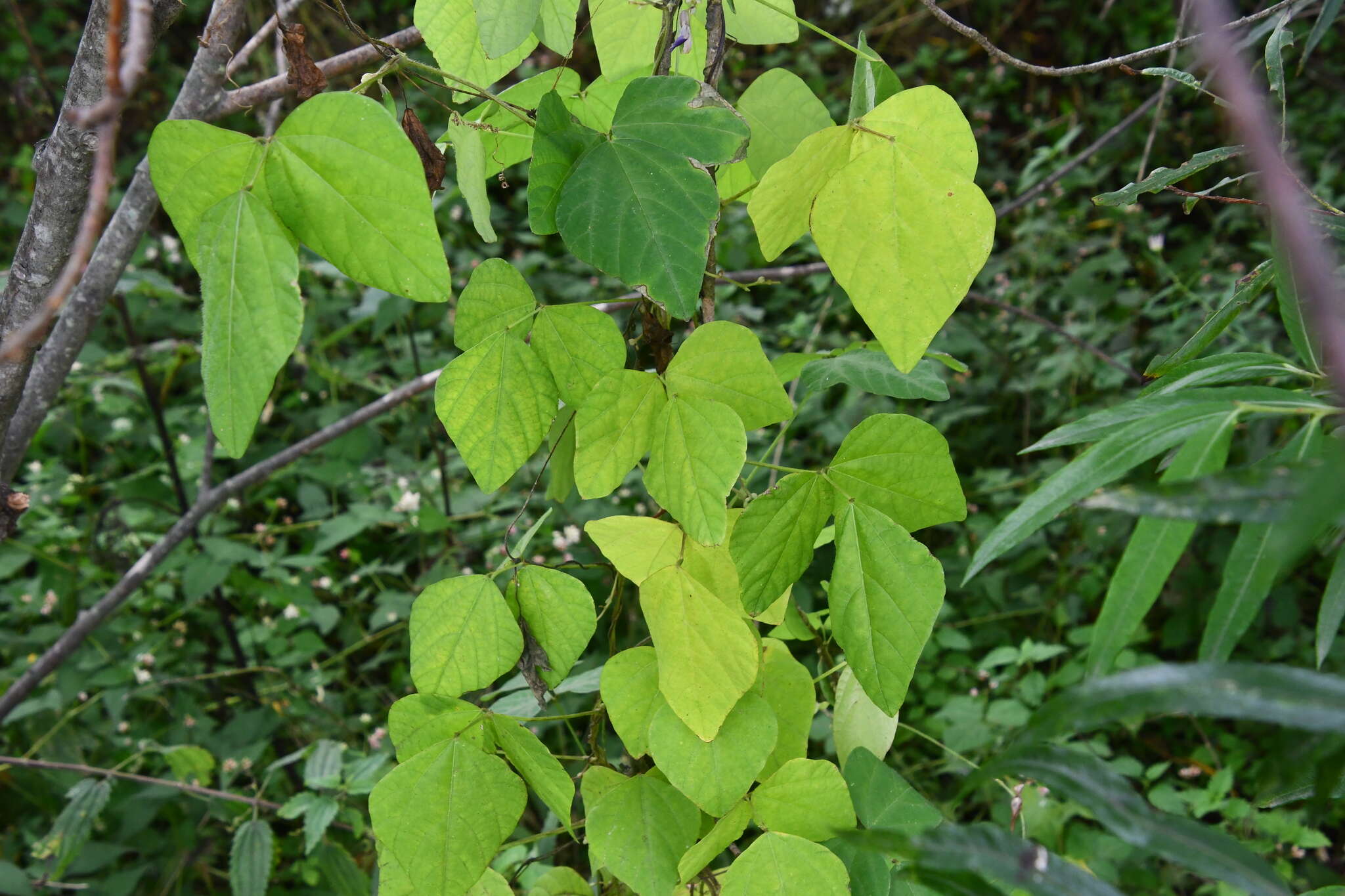 Imagem de Amphicarpaea bracteata subsp. edgeworthii (Benth.) H. Ohashi