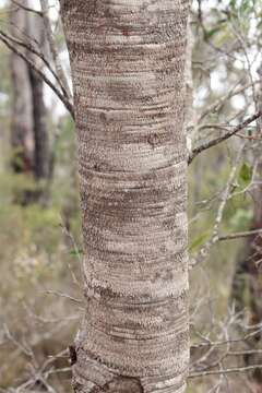 Image of Hakea oleifolia (Sm.) R. Br.