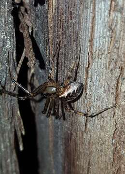 Image of Hammock Spider