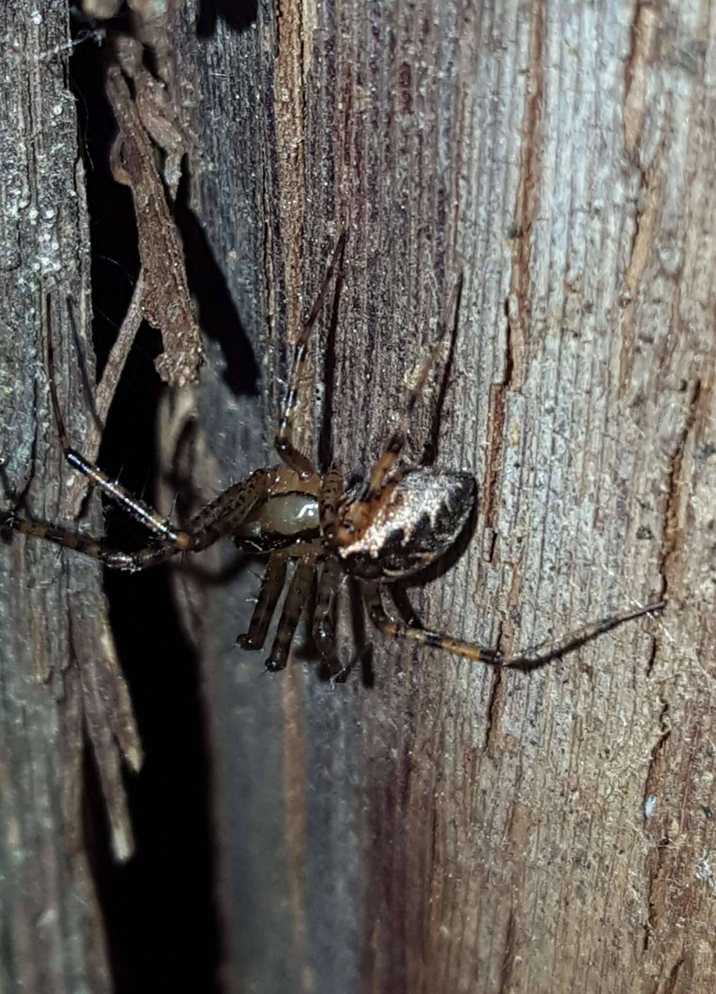 Image of Hammock Spider