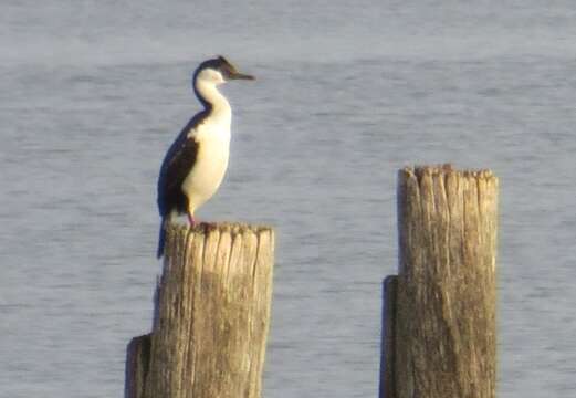 Image of Leucocarbo atriceps atriceps (King & PP 1828)