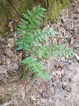 Image of Asian netvein hollyfern