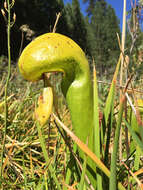 Image of California Pitcher Plant