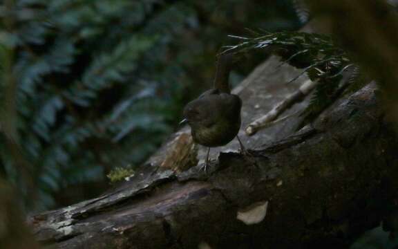 Слика од Sericornis humilis Gould 1838