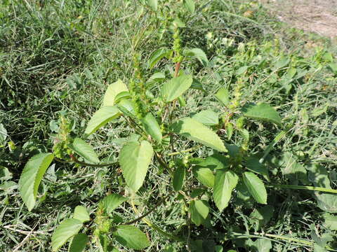 Imagem de Acalypha persimilis Müll. Arg.