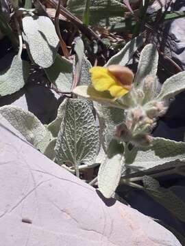 Image of Phlomis brevilabris Ehrenb. ex Boiss.