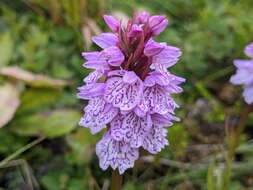 Image de Dactylorhiza maculata subsp. islandica (Á. Löve & D. Löve) Soó