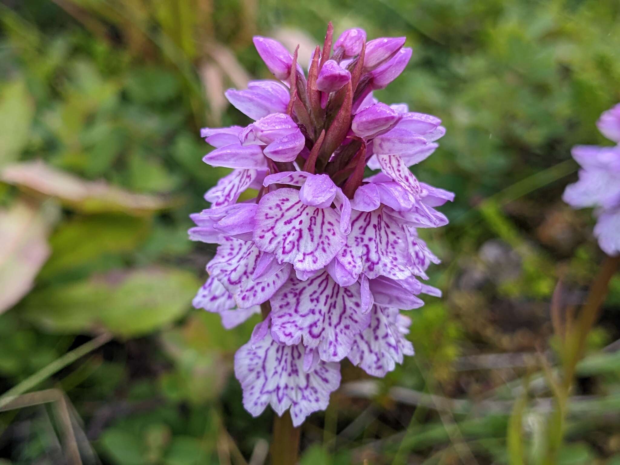 Image of Dactylorhiza maculata subsp. islandica (Á. Löve & D. Löve) Soó