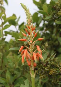 Aloe cooperi Baker resmi