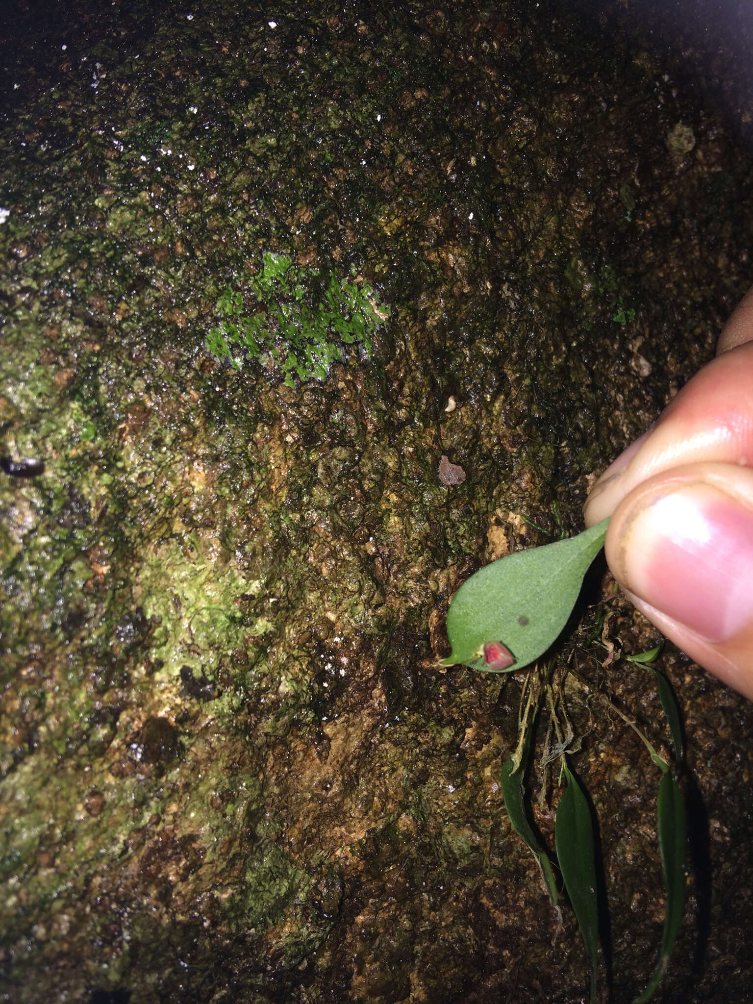 Image of Lepanthes bradei Schltr.