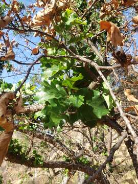 Imagem de Quercus jolonensis Sarg.