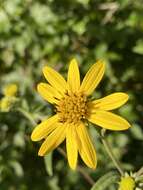 Image of Schweinitz's sunflower