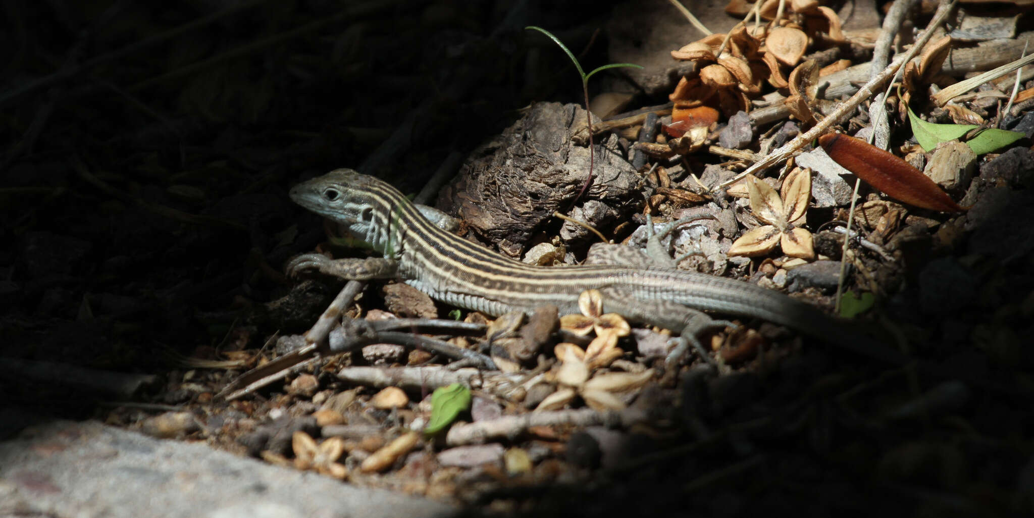 Plancia ëd Aspidoscelis neomexicanus (Lowe & Zweifel 1952)