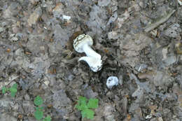 Image of Yellow spotted amanita