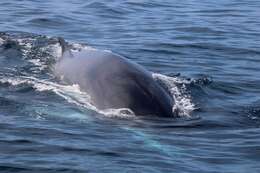 Image of minke whale