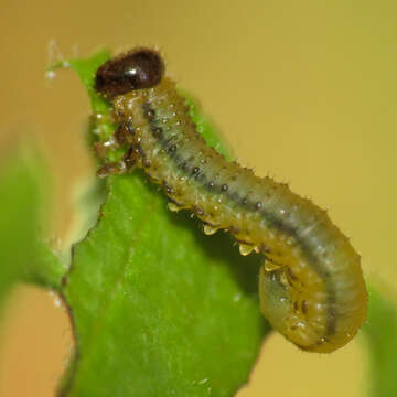 Image of Striped Alder Sawfly