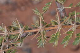 Image of Plectrocarpa rougesii Descole, O'Donell & Lourteig