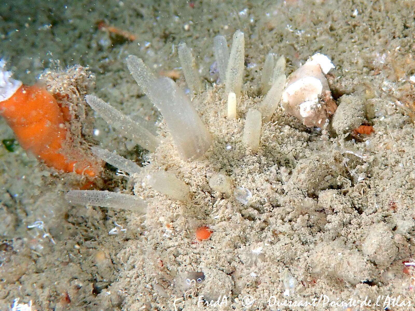 Image of chimney sponge