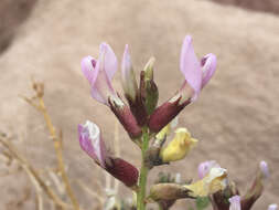 Sivun Astragalus preussii A. Gray kuva