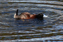 Image of Blue-billed Duck