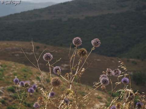 Image of Echinops adenocaulos Boiss.