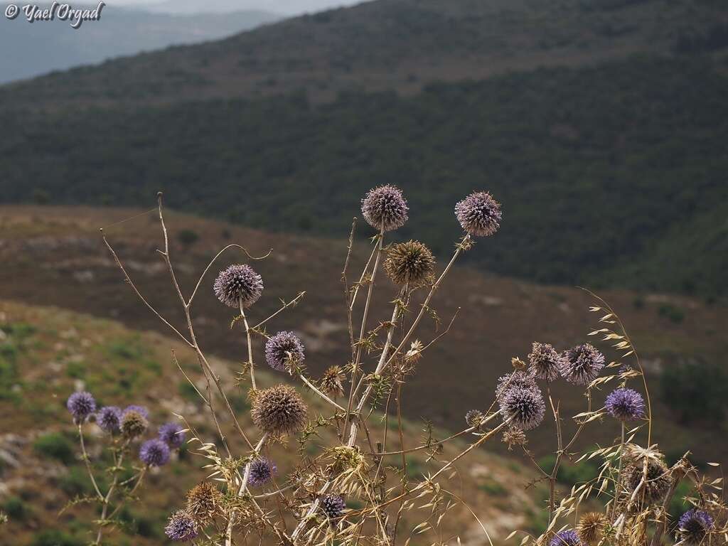 Image de Echinops adenocaulos Boiss.