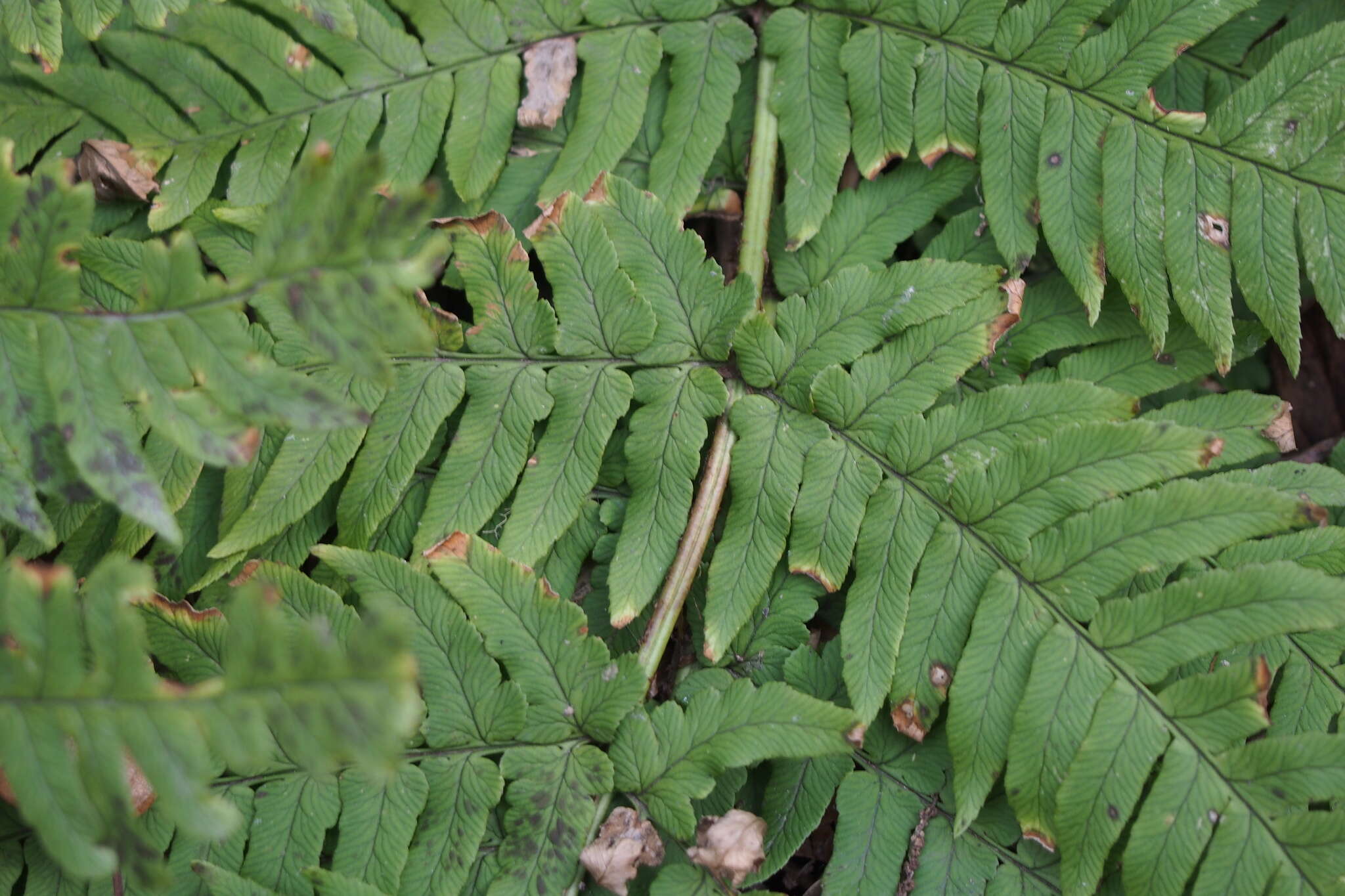 Image de Dryopteris lacera (Thunb.) Ktze.