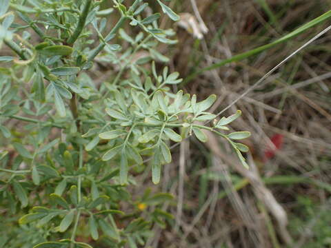 Sivun Ruta angustifolia Pers. kuva
