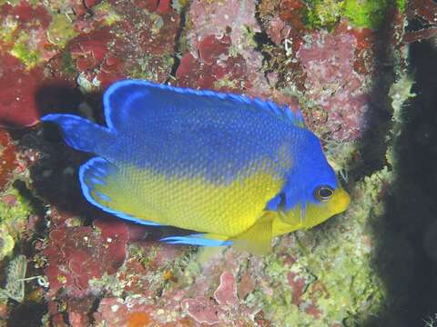 Image of Blue-backed Angelfish