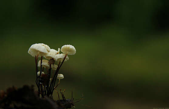 Image of Marasmius rotula (Scop.) Fr. 1838