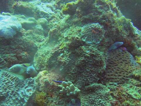 Image of Geometric moray