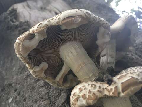 Image of Cyclocybe parasitica (G. Stev.) Vizzini 2014