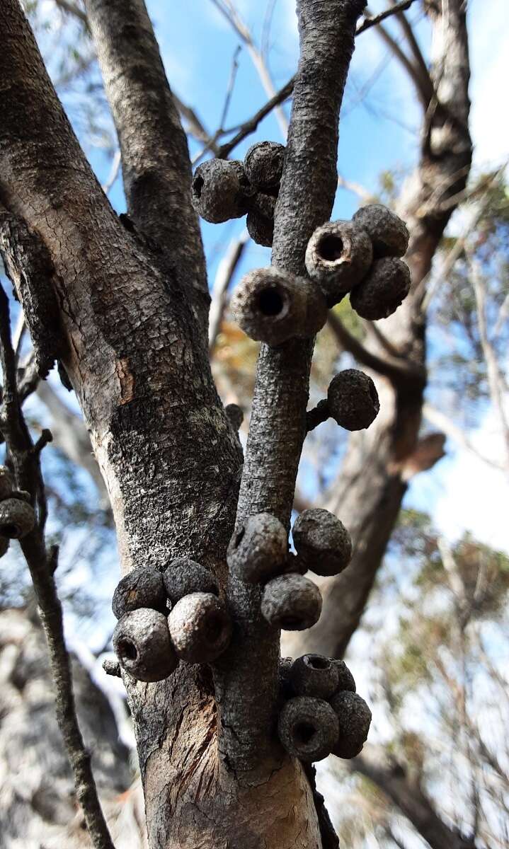 Image of Eucalyptus ligustrina A. Cunn. ex DC.