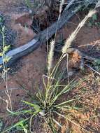 Image of purple needlegrass