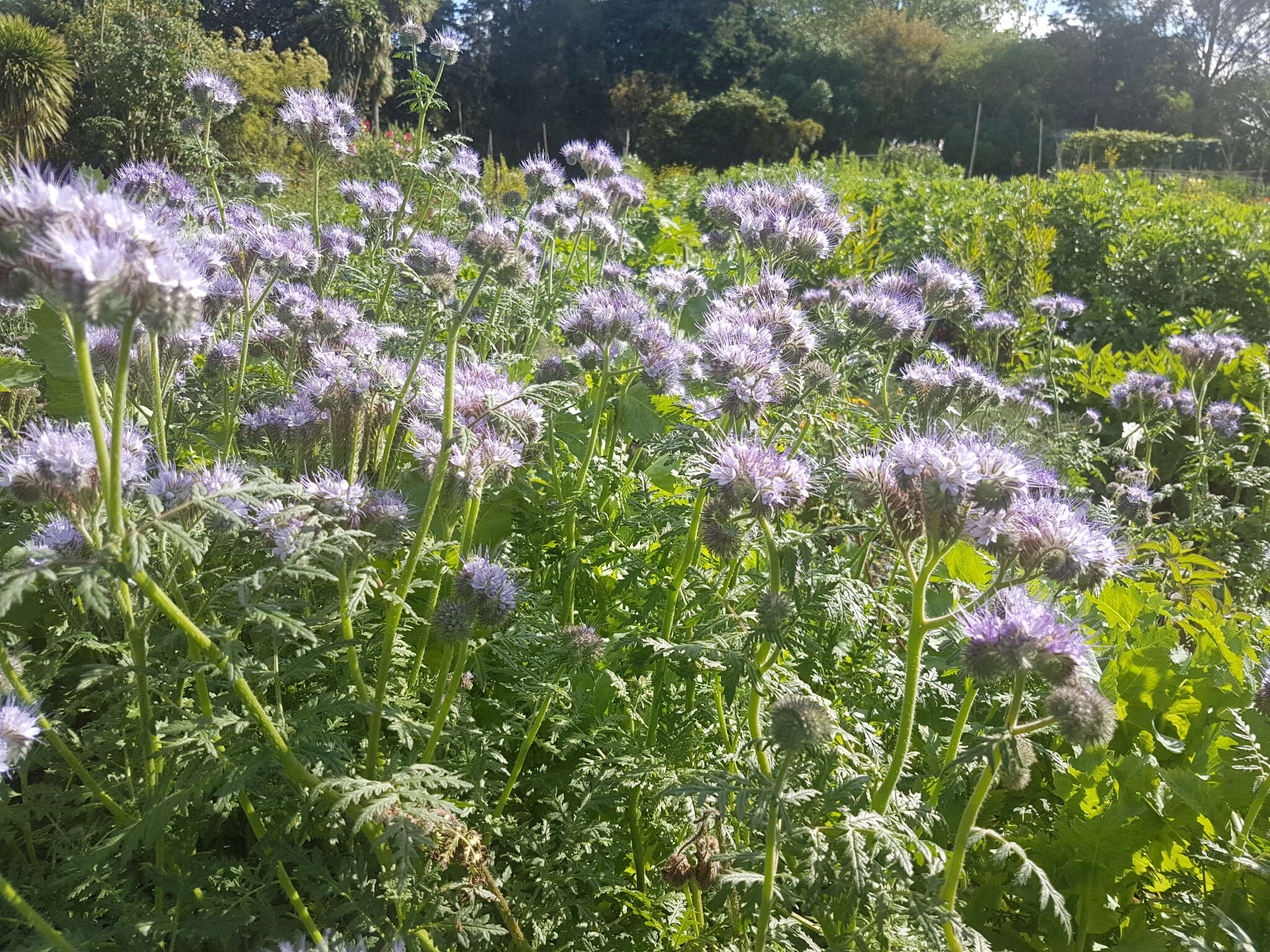 Plancia ëd Phacelia tanacetifolia Benth.